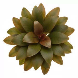 Echinodorus Harbich - ?
Echinodorus \'Harbich\' to kompaktowa �abienica o okr�g�awych, sercowatych li�ciach, jeden z d�u�ej znanych kultywar�w tego rodzaju w akwarystyce. W handlu jej nazwa bywa zapisywana tak�e jako \'Harbig\', \'Harbii\' lub \'Harbych\', a polska nazwa zwyczajowa ca�ego rodzaju to �abienica....