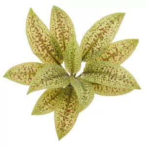 Echinodorus Leopard - ?
Echinodorus Leopard to jeden z klasycznych kultywar�w �abienicy, znany w literaturze jako Echinodorus schlueteri Leopard. Nazwa odmiany odnosi si� do intensywnego, br�zowego plamkowania blaszek li�ciowych, kt�re - w odr�nieniu od ro�liny wyj�ciowej - utrzymuje si� tak�e na li�ciach dojrz...