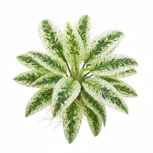Echinodorus Marble Queen - ?
Echinodorus Marble Queen to kultywar �abienicy sercowatej, znany w literaturze jako Echinodorus cordifolius Tropica Marble Queen. Nazwa odmianowa nawi�zuje do marmurkowego, jasno i ciemnozielonego wzoru na li�ciach, najlepiej widocznego u ro�lin z uprawy nadwodnej. Jest ...