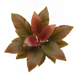 Echinodorus Red Diamond - ?
Echinodorus \'Red Diamond\', znany w Polsce jako �abienica Red Diamond, to ceniony kultywar o rubinowo wybarwionych, szablastych li�ciach. Powsta� w hodowli na Ukrainie i uwa�a si� go za miesza�ca Echinodorus horemanii \'Red\' oraz Echinodorus x barthii. W odr�nieniu od wielu innych...