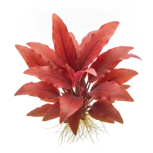Echinodorus Reni - ?
Echinodorus Reni to jeden z najni�szych czerwonych kultywar�w �abienicy i zarazem jedna z najch�tniej kupowanych ro�lin akwariowych z tej grupy. W polskim nazewnictwie handlowym spotyka si� okre�lenia �abienica Reni oraz amazonka Reni. Kompaktowa rozeta i intensywnie wybarwione m�ode l...