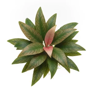 Echinodorus Rose - ?
Echinodorus Rose, opisywany w literaturze jako Echinodorus \'Rose\', to jeden z najstarszych i najbardziej rozpoznawalnych kultywar�w �abienicy. W polskim obiegu handlowym wyst�puje jako �abienica Rose lub amazonka Rose. Nazwa odmiany odnosi si� do r�owego zabarwienia najm�odszych li�ci, d...