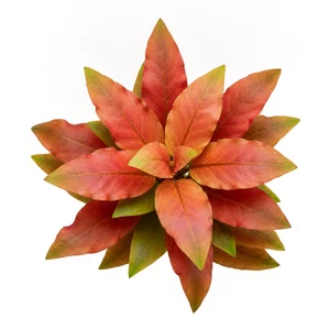 Echinodorus Saint Elmos Fire - ?
Echinodorus Saint Elmos Fire, w handlu zapisywany tak�e jako St. Elmo\'s Fire, to efektowny kultywar �abienicy o wyd�u�onych, winnoczerwonych li�ciach z p�omienistym, ja�niejszym rysunkiem. Powsta� ze skrzy�owania kultywar�w Grosser Bar i Ozelot, a autorem selekcji jest ...