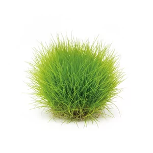 Eleocharis sp. mini - ?
Eleocharis sp. \"mini\", w polskim handlu akwarystycznym znane jako ponik�o mini lub trawka mini, to najni�sza z uprawianych form ponik�a i jeden z najcz�ciej wybieranych gatunk�w na trawnik akwariowy. Tworzy zwarty, jasnozielony kobierzec z cienkich �d�be�, kt�ry rozrasta si� roz�ogami...