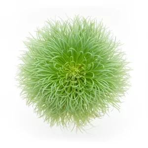 Eriocaulon sp. Vietnam - ?
Eriocaulon sp. Vietnam to rozetowa ro�lina akwariowa z rodziny Eriocaulaceae, odnaleziona w wietnamskiej prowincji Thanh Hoa i wci�� stosunkowo rzadko spotykana w akwarystyce. Tworzy g�ste, trawiaste k�py i uchodzi za jeden z naj�atwiejszych w uprawie przedstawicieli tego trud...