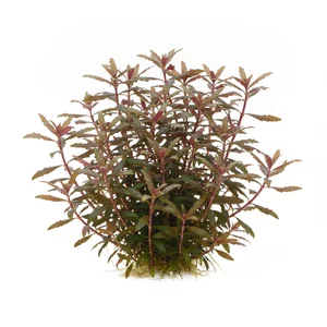 Hygrophila Araguaia - ?
Hygrophila Araguaia to niska, krzaczasta ro�lina akwariowa z rodziny akantowatych, znana w handlu r�wnie� jako Hygrophila lancea Araguaia. Nazwa nawi�zuje do brazylijskiej rzeki Araguaia, jednak wiele przes�anek wskazuje, �e w rzeczywisto�ci pochodzi ona z Azji, z rejonu Japonii...