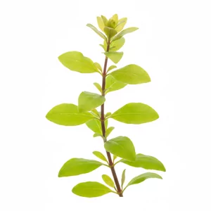Hygrophila thailand - ?
Hygrophila thailand to handlowe okre�lenie tajlandzkiej formy wzrostu gatunku Hygrophila corymbosa, w polskim wykazie nazw figuruj�cego jako hygrofila b�otna. Jest to szybko rosn�ca ro�lina �odygowa z rodziny akantowatych, ceniona za du�e, intensywnie zielone li�cie i bardzo ...