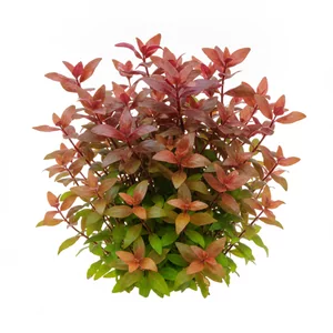 Ludwigia Atlantis - ?
Ludwigia Atlantis to nazwa handlowa efektownego kultywaru ludwigii z rodziny wiesio�kowatych, oferowanego r�wnie� jako Ludwigia sp. Dark Orange. W handlu uznawana jest za form� wywodz�c� si� z kr�gu Ludwigia repens, czyli ludwigii p�o��cej, i wyr�nia si� ��to-pomara�czow� blaszk� z ja�niejszym u...