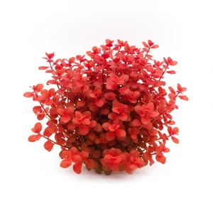 Ludwigia Mini Super Red - ?
Ludwigia Mini Super Red to drobnolistna, intensywnie czerwona ro�lina �odygowa, uznawana za form� uprawn� gatunku Ludwigia palustris, czyli ludwigii b�otnej. W handlu spotyka si� j� tak�e pod nazwami Ludwigia sp. \'Super Red\', Ludwigia sp. \'Red\' i Ludwigia palustris \'Super Red...