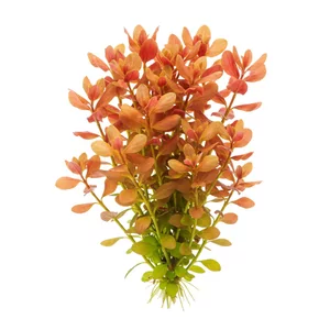 Rotala butterfly mini - ?
Rotala butterfly mini to kar�owy kultywar znany w handlu jako Rotala macrandra \"Mini Butterfly\" - jedna z najbardziej intensywnie czerwonych i zarazem najtrudniejszych ro�lin akwariowych w swoim rodzaju. Zachowuje pe�ni� barw typowych dla rotali wielkopr�cikowej, ale w znacznie...
