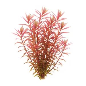 Rotala Hra - ?
Rotala Hra to wietnamska forma gatunku Rotala rotundifolia, czyli rotali okr�g�olistnej, wprowadzona do akwarystyki pod nazw� handlow� Rotala sp. \"H\'Ra\". Nazwa odnosi si� do miejscowo�ci H\'Ra w prowincji Gia Lai w �rodkowym Wietnamie, dlatego ta sama ro�lina bywa oferowana tak�e jako Ro...
