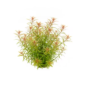 Rotala Shimoga - ?
Rotala Shimoga to szerokolistna forma gatunku Rotala rotundifolia, czyli rotali okr�g�olistnej, wprowadzona do akwarystyki pod nazw� handlow� Rotala sp. \"Shimoga\". Nazwa nawi�zuje do dystryktu Shimoga (Shivamogga) w indyjskim stanie Karnataka. Wyr�nia j� jasna, �wietlista ziele� z r�owym...