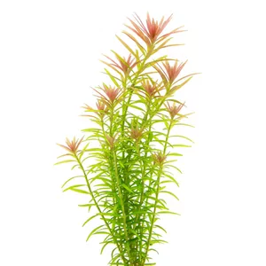 Rotala Vietnam - ?
Rotala sp. \"Vietnam H\'ra\" to drobnolistna ro�lina akwariowa pochodz�ca z prowincji Gia Lai w �rodkowym Wietnamie, uznawana najcz�ciej za geograficzn� form� Rotala rotundifolia, czyli rotali okr�g�olistnej. W handlu spotykana jest pod nazwami Rotala Vietnam, Rotala H\'ra i Rotala Gia L...