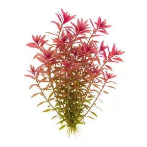Rotala Yao Yai - ?
Rotala sp. \'Yao Yai\' to jedna z najbardziej kolorowych ro�lin akwariowych w rodzaju Rotala, sprzedawana wy��cznie pod nazw� handlow� Yao Yai, bez ustalonego epitetu gatunkowego. Ro�lina pochodzi z Azji Po�udniowo-Wschodniej, a pokrojem najbardziej przypomina Rotala rotundifolia, o...