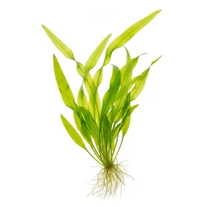 Vallisneria Portugalensis - ?
Vallisneria Portugalensis to handlowa nazwa nurza�ca o wst�gowatych li�ciach skr�conych wok� w�asnej osi, w polskim obrocie okre�lanego jako walisneria skr�tnolistna. Ro�lina bywa sprzedawana tak�e pod nazw� Vallisneria tortissima i cz�sto mylona z Vallisneria spiralis, kt�rej epitet g...