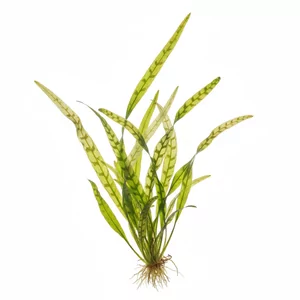 Vallisneria serpentina Tiger - ?
Vallisneria serpentina Tiger to handlowa nazwa w�skolistnego nurza�ca, oferowanego r�wnie� jako Vallisneria spiralis Tiger. Okre�lenie tiger nawi�zuje do ciemnych, poprzecznych pask�w i drobnych plamek zdobi�cych wst�gowate li�cie. To szybko rosn�ca ro�lina akwariowa, kt�ra bardzo...
