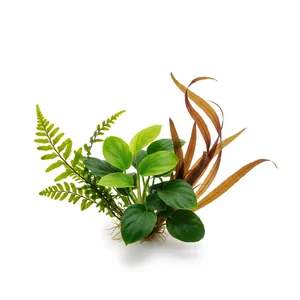 AFRYKA - Ro�liny akwariowe z Afryki to wyj�tkowa grupa gatunk�w, kt�ra od dekad cieszy si� nies�abn�c� popularno�ci� w�r�d akwaryst�w na ca�ym �wiecie. Ich naturalne �rodowisko - rzeki, strumienie i jeziora afryka�skiego kontynentu - ukszta�towa�o ro�liny odporne, efektowne i stosunkowo �atwe w uprawie, co czyni je ...