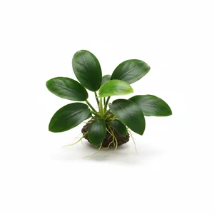 Anubias - Anubias &ndash; odporne i dekoracyjne ro�liny akwariowe
Anubias to afryka�ski rodzaj ro�lin akwariowych, ceniony za niezwyk�� wytrzyma�o��, d�ugowieczno�� i ozdobny wygl�d. Ich grube, ciemnozielone li�cie dodaj� elegancji ka�dej aran�acji, a niewielkie wymagania sprawiaj�, �e doskonale sprawdzaj�...
