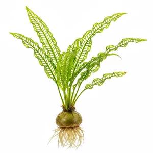 Aponogeton - Aponogeton – efektowne ro�liny cebulowe do akwarium
Aponogeton to atrakcyjne ro�liny cebulowe, kt�re wyr�niaj� si� d�ugimi, falistymi li��mi i dekoracyjnym wygl�dem. Pochodz� g��wnie z Azji i Afryki, a ich zr�nicowane formy sprawiaj�, �e s� ch�tnie wybierane do akwarium jako ro�liny do akwarium s...