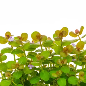 Bacopa - Bacopa &ndash; uniwersalne ro�liny akwariowe dla ka�dego zbiornika
Bacopa to ceniony rodzaj ro�lin �odygowych, znany z �atwej piel�gnacji i wszechstronnego zastosowania w akwariach s�odkowodnych. Dzi�ki swojej odporno�ci i atrakcyjnemu wygl�dowi li�ci Bacopy s� doskona�ym wyborem zar&oacute;wno...