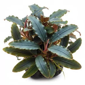 Bucephalandra - Bucephalandra &ndash; egzotyczne epifity wodne o wyj�tkowym uroku
Bucephalandra to rodzaj wolno rosn�cych ro�lin k��czowych, pochodz�cych g�&oacute;wnie z Borneo. Doskonale nadaj� si� do przytwierdzania do korzeni i kamieni, a dzi�ki r&oacute;�norodno�ci barw i tekstur li�ci stanowi� nie...