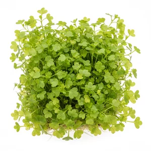 Cardamine - Cardamine &ndash; subtelna ro�lina akwariowa o delikatnych li�ciach
Cardamine to rodzaj ro�lin wodnych i b�otnych o atrakcyjnym, delikatnym wygl�dzie. W akwarystyce najcz�ciej spotykana jest Cardamine lyrata, znana ze swoich drobnych, jasnozielonych li�ci osadzonych na cienkich �ody�kach...