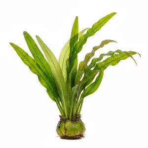 Crinum - Crinum &ndash; majestatyczna ro�lina cebulowa do du�ych akwari&oacute;w
Crinum to efektowna ro�lina cebulowa z rodziny amarylkowatych, naturalnie wyst�puj�ca w Afryce i Azji. Charakteryzuje si� d�ugimi, wst�gowatymi li��mi, kt&oacute;re majestatycznie faluj� w pr�dzie wody. Ro�lina ta �wietnie spra...