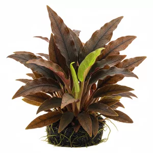 Cryptocoryne - Cryptocoryne &ndash; r&oacute;�norodne i trwa�e ro�liny cieniolubne
Cryptocoryne (kryptokoryny) to rodzaj ro�lin z rodziny obrazkowatych, pochodz�cy z tropikalnej Azji. Cenione s� za �atwo�� uprawy, wolny wzrost i szerok� gam� kolor&oacute;w li�ci. Doskonale sprawdzaj� si� w tarliskach, kre...