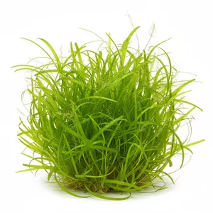 Cyperus - Cyperus &ndash; dekoracyjna ro�lina bagienna do paludarium i akwari&oacute;w otwartych
Cyperus, znany r&oacute;wnie� jako cibora, to rodzaj ro�lin bagiennych i wodnych, wyst�puj�cych naturalnie w tropikalnych i subtropikalnych rejonach �wiata. Cechuje si� smuk�ymi, pionowymi �odygami zako�czonym...