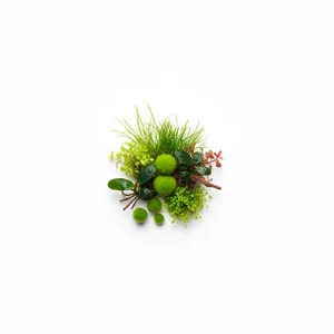 Do NANO akwarium - Ro�liny do nano akwarium to gatunki specjalnie dobrane pod k�tem ma�ych i bardzo ma�ych zbiornik�w, zazwyczaj o pojemno�ci od kilku do oko�o 60 litr�w. Ich cech� wsp�ln� jest niewielki wzrost, delikatna budowa i zdolno�� do tworzenia efektownych kompozycji nawet na ograniczonej przestrzeni.
...