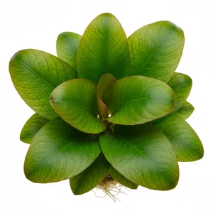 Echinodorus - Echinodorus &ndash; imponuj�ce �abienice do przestronnych akwari&oacute;w
Echinodorus, znany r&oacute;wnie� jako �abienica, to rodzaj ro�lin z rodziny �abie�cowatych. Cenione s� za efektowny wygl�d, r&oacute;�norodno�� kszta�t&oacute;w oraz odporno��. Idealne jako solitery (ro�liny g�&oacute;...