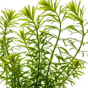 Egeria - Egeria &ndash; szybko rosn�ca ro�lina �odygowa do oczyszczania wody
Egeria to rodzaj wytrzyma�ych ro�lin �odygowych, kt&oacute;re naturalnie wyst�puj� w Ameryce Po�udniowej i P&oacute;�nocnej. Cz�sto mylona z Elode�, Egeria charakteryzuje si� wi�kszymi, g�ciej u�o�onymi li��mi i silniejszym wzrostem....