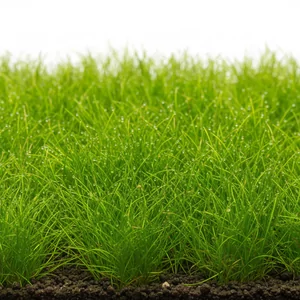 Eleocharis - Eleocharis &ndash; dekoracyjne trawiaste ro�liny do trawnika akwariowego
Eleocharis, potocznie zwane ponik�em to rodzaj trawiastych ro�lin w dorzeczach i bagiennych strefach na ca�ym �wiecie. W akwarystyce cenione s� za swoj� zdolno�� do tworzenia naturalnych trawnik&oacute;w &ndash; od n...