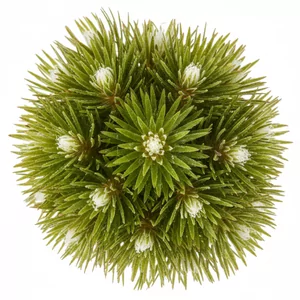 Eriocaulon - Eriocaulon &ndash; wyj�tkowe ro�liny rozetowe dla wymagaj�cych aran�acji akwariowych
Eriocaulon to rodzaj egzotycznych ro�lin rozetowych, pochodz�cych g�&oacute;wnie z Azji i Ameryki P&oacute;�nocnej. Charakteryzuj� si� g�stymi, symetrycznymi rozetami cienkich li�ci, kt&oacute;re przy odpo...