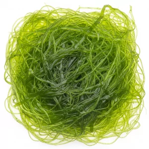 Glony nitkowate (Spirogyra) - Glony nitkowate Spirogyra to jeden z bardziej uci��liwych problem�w w akwarium ro�linnym. Tworz� g�ste, zielone lub brunatne sploty nitek, kt�re oplataj� ro�liny akwariowe, korzenie i dekoracje, stopniowo odcinaj�c dost�p do �wiat�a i sk�adnik�w od�ywczych. Nieleczone potrafi� w kr�tki...