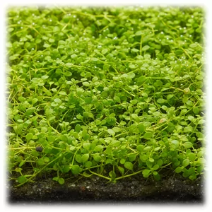 Glossostigma - Glossostigma &ndash; klasyczna ro�lina trawnikowa do akwarium typu nature
Glossostigma to niskopienna ro�lina akwariowa pochodz�ca z Nowej Zelandii i Australii, szczeg&oacute;lnie ceniona w stylu aquascapingu inspirowanym Amano. Dzi�ki drobnym, jasnozielonym listkom i szybkiemu rozrasta...