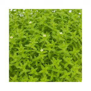 Gratiola - Gratiola &ndash; subtelna ro�lina �odygowa o ozdobnym ulistnieniu
Gratiola to delikatna ro�lina �odygowa pochodz�ca z Ameryki P&oacute;�nocnej, coraz cz�ciej stosowana w akwarystyce jako element kompozycji drugiego i tylnego planu. Jej cienkie, jasnozielone li�cie tworz� g�ste, mi�kkie k�py, kt&...