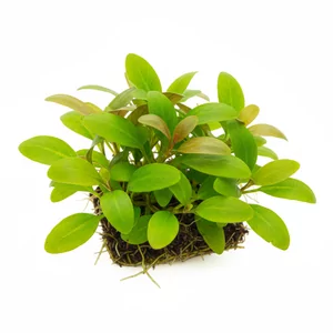 Helanthium - Helanthium &ndash; niezawodne ro�liny rozetowe do trawnika i �rodkowego planu
Helanthium to rodzaj ro�lin akwariowych wyodr�bniony z grupy Echinodorus, obejmuj�cy gatunki o ni�szym wzro�cie i bardziej trawnikowym charakterze. Cechuj� si� rozetowym pokrojem, w�skimi li��mi i du�� zdolno�ci� d...
