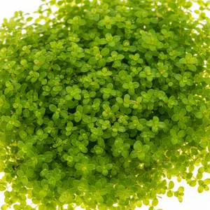 Hemianthus - Hemianthus &ndash; ro�liny trawnikowe o drobnych listkach i zwartym pokroju
Hemianthus to popularny rodzaj niskich ro�lin akwariowych, idealnych do tworzenia trawnik&oacute;w na pierwszym planie. Dzi�ki drobniutkim listkom i pe�zaj�cemu wzrostowi, ro�liny te tworz� g�ste, intensywnie zielon...