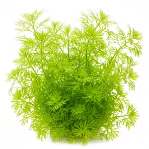Hottonia - Hottonia &ndash; delikatna ro�lina �odygowa o pierzastych li�ciach
Hottonia palustris, znana r&oacute;wnie� jako poro�lica b�otna, to wyj�tkowa ro�lina akwariowa o bardzo dekoracyjnych, pierzastych li�ciach. Naturalnie wyst�puje w Europie, r&oacute;wnie� w Polsce, gdzie porasta brzegi staw...