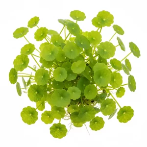 Hydrocotyle - Hydrocotyle &ndash; wszechstronne gatunki do akwari&oacute;w i paludari&oacute;w
Hydrocotyle to rodzaj ro�lin wodnych i bagiennych z rodziny selerowatych, popularnych w akwarystyce i paludariach. Charakterystyczne parasolkowate li�cie tworz� dekoracyjny kobierzec lub k�py. Ro�liny te �wi...