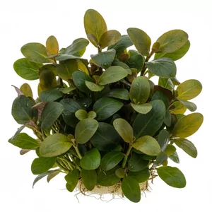 Hygrophila - Hygrophila &ndash; wszechstronne ro�liny �odygowe o szybkim wzro�cie
Hygrophila to rodzaj atrakcyjnych ro�lin �odygowych z rodziny akantowatych, kt&oacute;re doskonale sprawdzaj� si� w r&oacute;�nych typach akwari&oacute;w &ndash; od prostych zbiornik&oacute;w towarzyskich po zaawansowane...