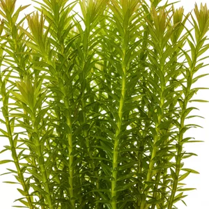 Juncus - Juncus &ndash; trawiasta ro�lina o pionowym pokroju do nowoczesnych aran�acji
Juncus repens to ciekawa ro�lina bagienna, kt&oacute;r� z powodzeniem mo�na uprawia� w akwariach jako trawiasty akcent o pionowym pokroju. Jej cienkie, sztywne �odygi nadaj� aran�acji struktury i rytmu, dlatego ch�tn...