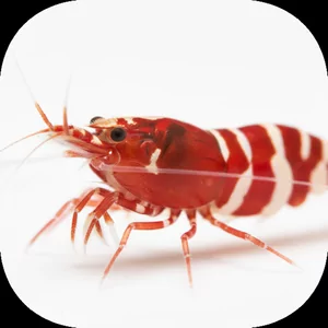 Krewetki Caridina - Krewetki Caridina to jedna z najbardziej wymagaj�cych, a zarazem najpi�kniejszych grup krewetek s�odkowodnych, ceniona przez akwaryst�w za intensywne ubarwienie i interesuj�ce zachowanie. W odr�nieniu od popularnych krewetek Neocaridina, gatunki z rodzaju Caridina potrzebuj� �ci�le okre...