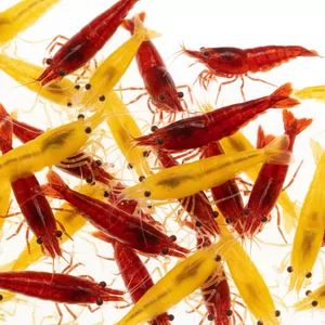Krewetki - Krewetki s�odkowodne z grup Caridina (wymagaj�ce mi�kkiej wody o parametrach: GH: 5-6, KH: 0 (stopni niemieckich) oraz Neocaridina (kt&oacute;re mo�na trzyma� na wodzie kranowej).
Przeczytaj wskaz&oacute;wki:&nbsp;jak zamawia� ryby i krewetki