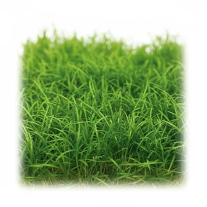 Lilaeopsis - Lilaeopsis &ndash; trawiaste kobierce na prz&oacute;d akwarium
Lilaeopsis, znana jako &ldquo;microsword&rdquo; lub &ldquo;micro sword grass&rdquo;, to rodzaj delikatnych, trawiastych ro�lin o niskim wzro�cie, idealnych do tworzenia trawnika w akwariach. Pochodz�ca z Ameryki Po�udniowej,...
