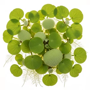 Limnobium - Limnobium &ndash; dekoracyjne ro�liny p�ywaj�ce&nbsp;
Limnobium to rodzaj �atwych w uprawie ro�lin p�ywaj�cych z rodziny Hydrocharitaceae, znanych potocznie jako frogbit lub spongeplant. Gatunki Limnobium s� cz�sto polecane do otwartych akwari&oacute;w i paludari&oacute;w jako element natu...