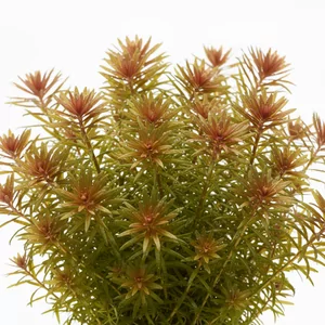 Limnophila - Limnophila &ndash; efektowne �odygowce o dekoracyjnych li�ciach
Limnophila to rodzaj szybko rosn�cych ro�lin �odygowych, pochodz�cych g�&oacute;wnie z Azji i Australii, popularnych w akwariach ro�linnych i akwarystyce dekoracyjnej. Charakteryzuj� si� pierzastym lub lancetowatym ulistnieni...