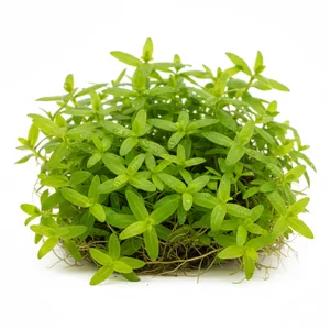 Litorella - Litorella &ndash; minimalistyczna ro�lina trawnikowa do akwari&oacute;w naturalnych
Litorella uniflora to niewielka ro�lina przybrze�na, pochodz�ca z Europy i Ameryki P&oacute;�nocnej. Nale�y do rodziny babkowatych (Plantaginaceae) i naturalnie wyst�puje na wilgotnych ��kach oraz przy brz...