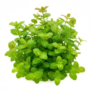 Lobelia - Lobelia &ndash; ro�lina o charakterystycznych okr�g�ych li�ciach
Lobelia cardinalis to efektowna ro�lina akwariowa znana z grubych, owalnych li�ci i zwartego pokroju. Naturalnie wyst�puje w Ameryce P&oacute;�nocnej, gdzie ro�nie na wilgotnych brzegach rzek i jezior. W akwariach dost�pna jest w...